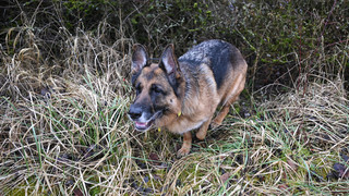 Schweinepest in Südhessen: Spürhunde suchen tote Wildschweine