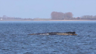 Buckelwal lebt noch – aber liegt noch immer vor Wismar