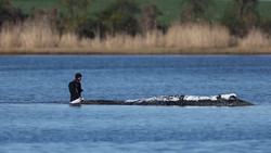 Gestrandeter Buckelwal: Erstmal keine neuen Maßnahmen für Transport