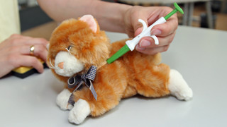 Entlaufene Haustiere mit Tasso: Gut gechippt ist halb gefunden