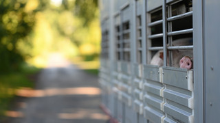 Angst vor Schweinepest in Südhessen - Seelsorge für Bauern