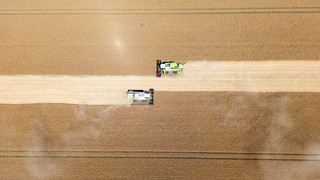 Weniger Getreide in Hessen? Starker Regen gefährdet Ernte der Bauern