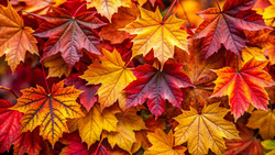 Herbstspaß in Ransel