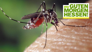 Mückenstich-Mythen: Das hilft wirklich gegen Stiche