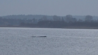 Auf und Ab: Buckelwal in der Ostsee strandet immer wieder