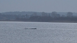 Auf und Ab: Buckelwal in der Ostsee strandet immer wieder