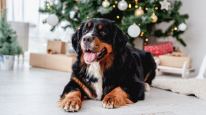 Geschenke für Hunde: Diese 5 Dinge wird dein Hund lieben