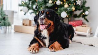 Geschenke für Hunde: Diese 5 Dinge wird dein Hund lieben