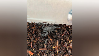 Schock in Marburg: Skorpion in Kinderzimmer entdeckt