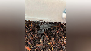 Schock in Marburg: Skorpion in Kinderzimmer entdeckt