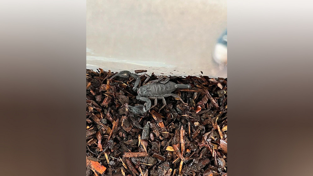 Riesen Schock: Diesen Skorpion hat Heiko Schäfer aus Marburg-Schröck im Kinderzimmer seines Sohnes entdeckt. 