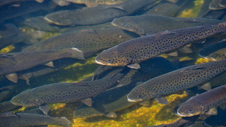 Angeln für Jedermann in Gersfeld-Gichenbach