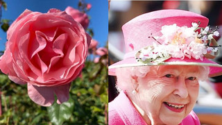Beständig und anmutig: Rose "Queen Elizabeth" blüht in Steinfurth