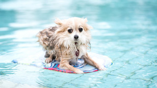Hundeschwimmen im Kallebad in Wiesbaden