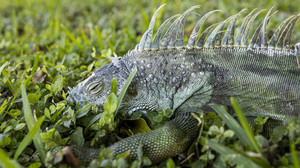 Florida: Leguane erstarren vor Kälte