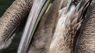 Pelikan sucht sich freiwillig Zoo als Zuhause - mit Zwischenstopp