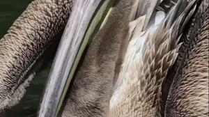 Pelikan sucht sich freiwillig Zoo als Zuhause - mit Zwischenstopp