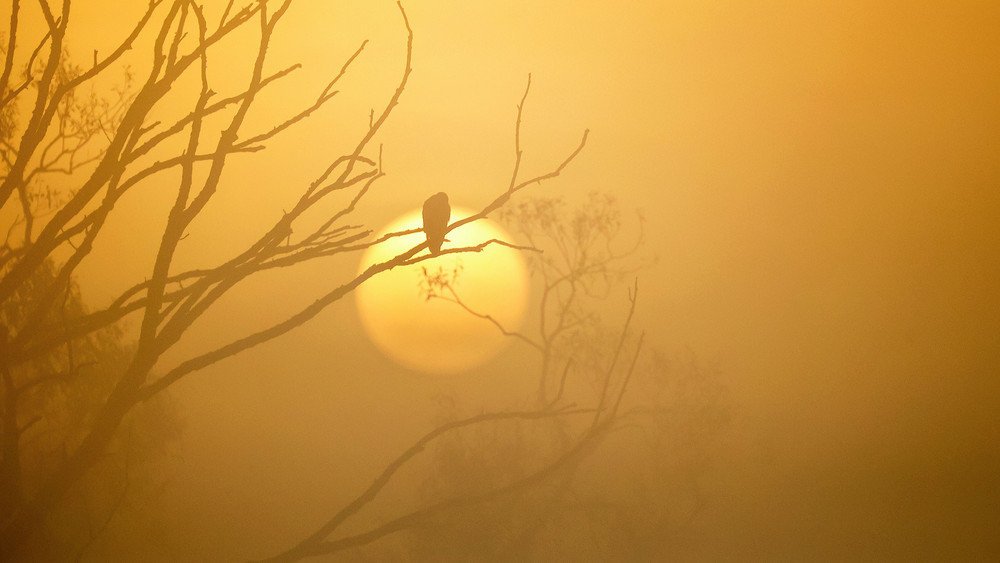 Ein Vogel sitzt im Morgennebel auf einem Ast, während im Hintergrund die Sonne aufgeht.
