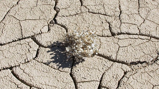 Ein El Niño steht an - was das für die Welt bedeutet