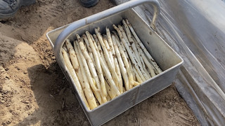 Schwere Spargelsaison in Südhessen: Hohe Kosten und weniger Käufer