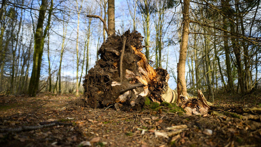 Baum umgestürzt - Drei Tote bei Flensburg
