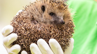 Igelschutz: 160.000 Menschen für Mähroboter-Nachtfahrverbot