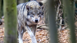 Wenn die Wölfe heulen... Dunkel-Munkel-Führung im Tiergarten Weilburg