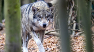 Wenn die Wölfe heulen... Dunkel-Munkel-Führung im Tiergarten Weilburg
