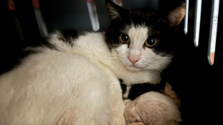 Tierheim Marburg entsetzt: 33 Katzen aus Wohnung gerettet