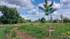 Nach Feierabend in den Waldgarten: Kassel lädt zum Mitgärtnern ein