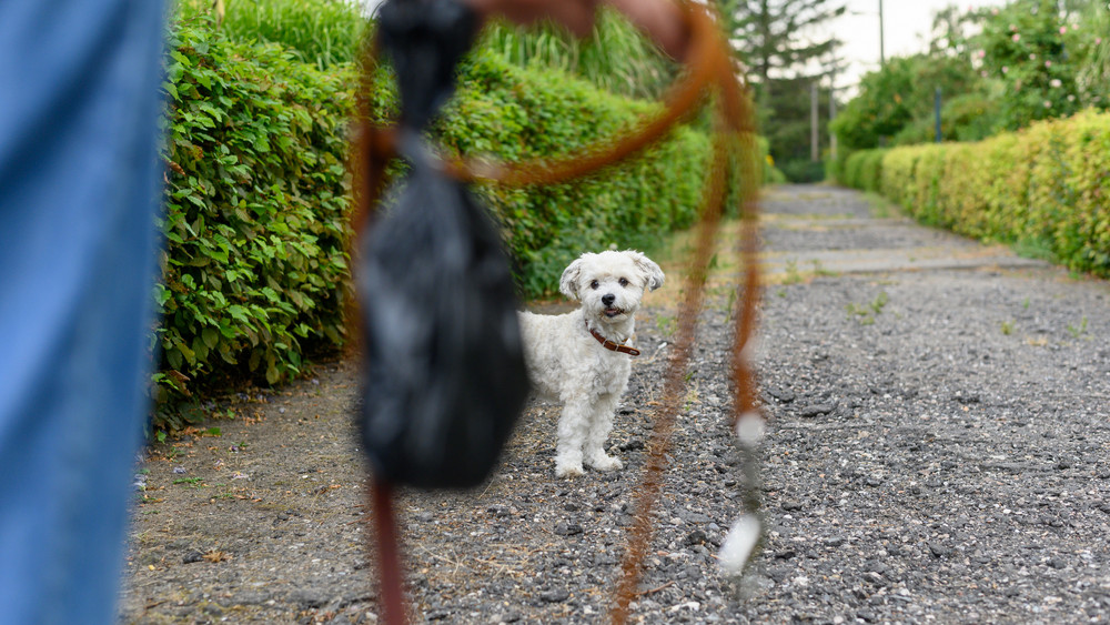 Ein Hund schaut seine Besitzerin durch eine Leine und an einem Hundebeutel vorbei an.
