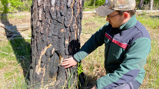 Waldbrand-Gefahr in Hessen: Das solltet ihr beachten