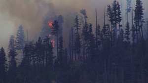 Flugzeugabsturz löst Waldbrand aus