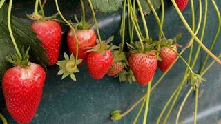 Erntestart in Südhessen: So früh gab's die Erdbeeren noch nie