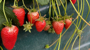 Erntestart in Südhessen: So früh gab's die Erdbeeren noch nie