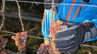 Eiswein-Ernte gestartet: Erste Frostnächte in Baden-Württemberg