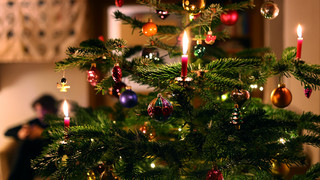 Echt? Künstlich? Keiner? - Was habt ihr für einen Weihnachtsbaum?