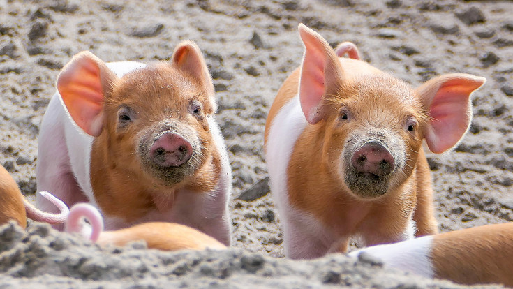 Zoo Heidelberg im Frühling: Tierbabys begeistern Besucher