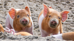 Zoo Heidelberg im Frühling: Tierbabys begeistern Besucher