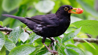 Usutu-Virus bedroht Hessens Amseln: NABU bittet um Meldungen