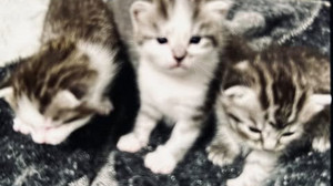 Einbrecher klauen 5 Katzenbabys in Fürth