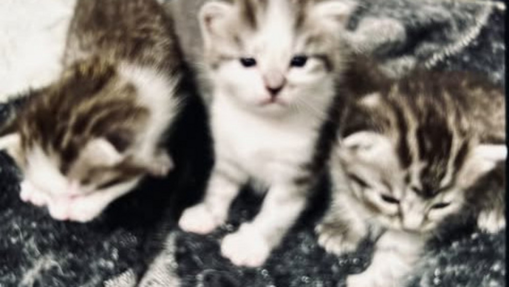 Das sind drei der fünf geklauten Katzenbabys aus Fürth.