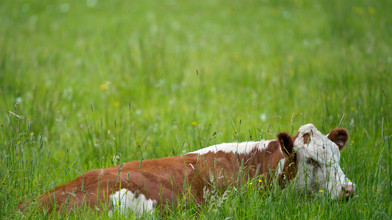 Kuh von Weide in Poppenhausen geklaut