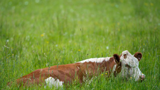 Rinderherde in Bischofsheim in der Rhön ausgebüxt