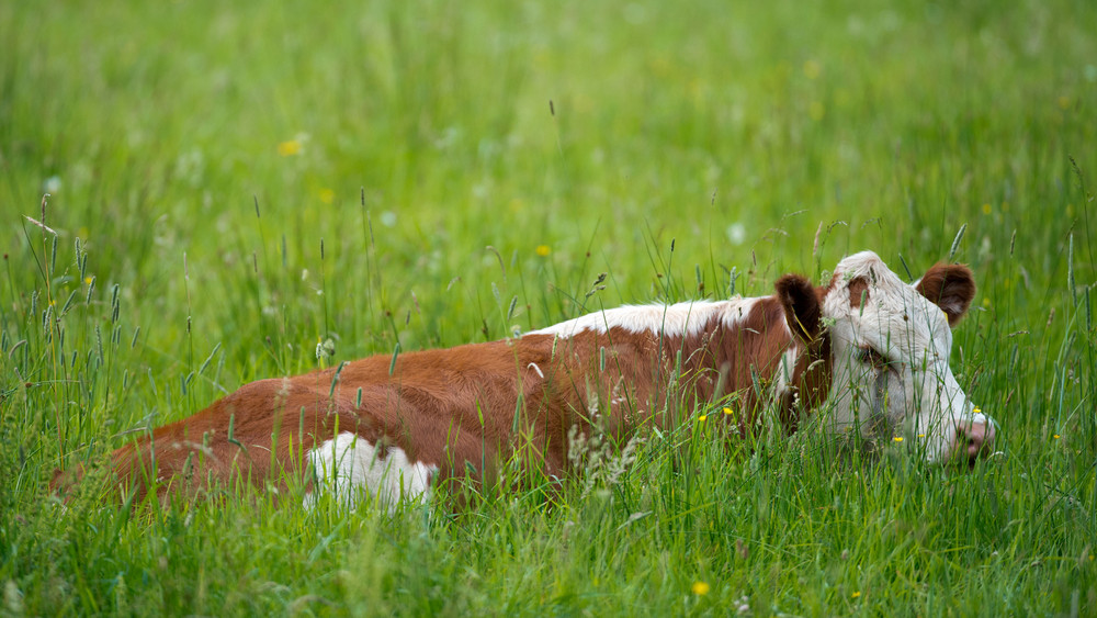 In Obermörlen sind eine Kuh wie diese und ein Bulle ihrem Besitzer entwischt. (Symbolbild)