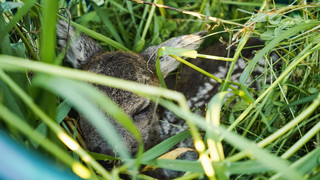 NABU Hessen bittet um Rücksicht: "Natur ist jetzt Kinderzimmer"