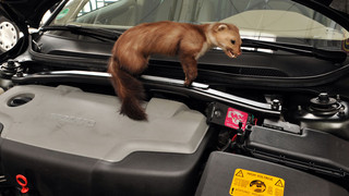 Marderschaden: Wann zahlt die Versicherung?