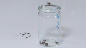 So schützt man sich vor Zecken