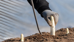 Mindestlohn: Spargelbranche fordert Ausnahmen