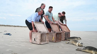 Auswilderung in der Nordsee: Aufgepäppelte Seehunde kehren zurück ins Wattenmeer